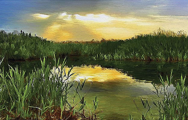 Painted Pond Wall Mural UMB91037