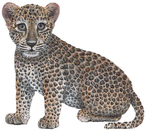 Walls of the Wild Peel & Stick Appliqu Leopard Cub 120515