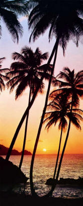 Sunny Palms 529 Tropical Wall Mural