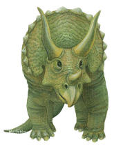 Walls of the Wild Triceratops