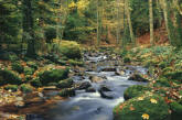 Forest Stream Wall Mural 278 by Ideal Decor