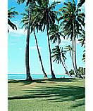 Palm View tropical wall mural