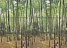 Bamboo Grove 1801 Large Wall Murals