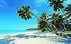 Palm Paradise Ocean Murals