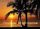 Palm Beach Sunrise Large tropical Wall Murals