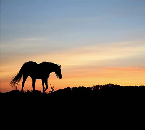 Horse Silhouette Wall Mural