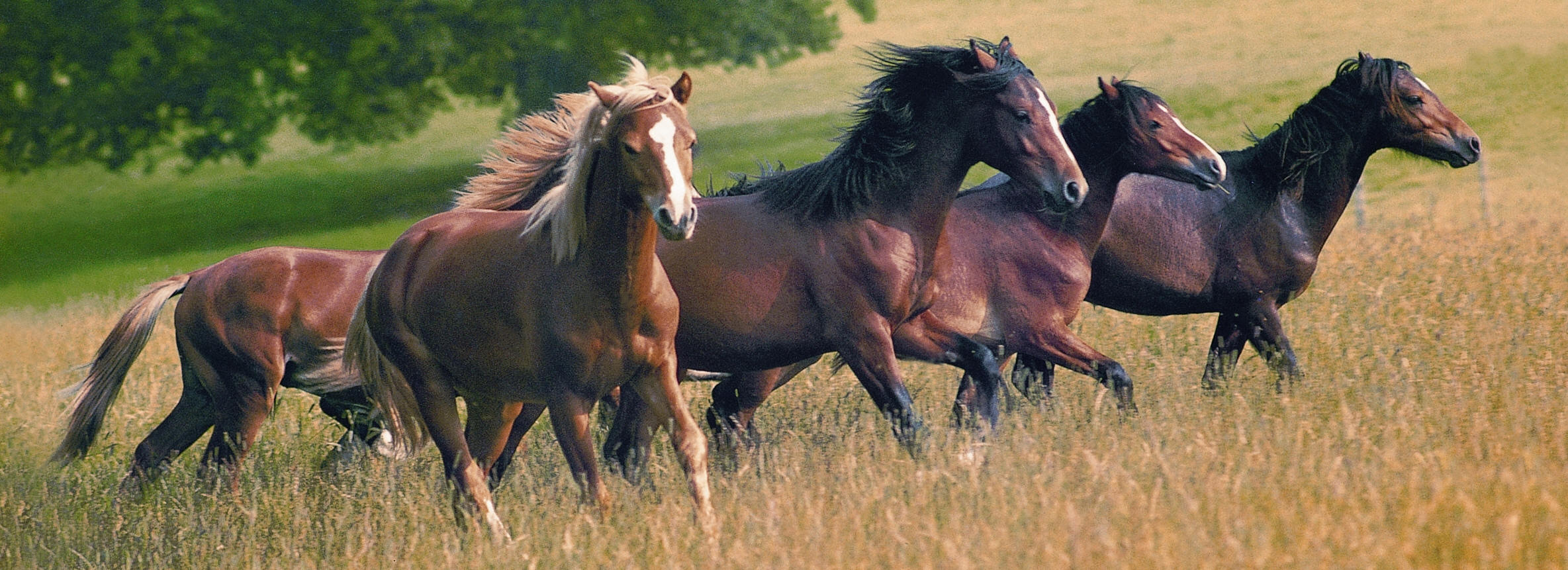 Running Horse Wallpaper.