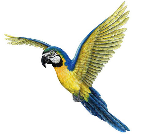 Walls of the Wild Peel & Stick Appliqué Macaw