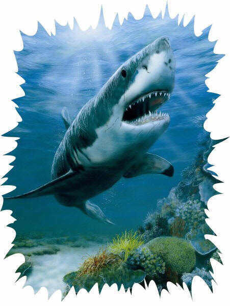 Shark 258-75020 Mural