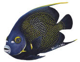 Walls of the Wild French Angelfish