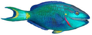 Walls of the Wild Parrotfish