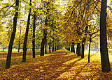 Autumn Park  Peel and Stick Wall Murals