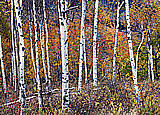 Birch Forest  Peel and Stick Wall Murals